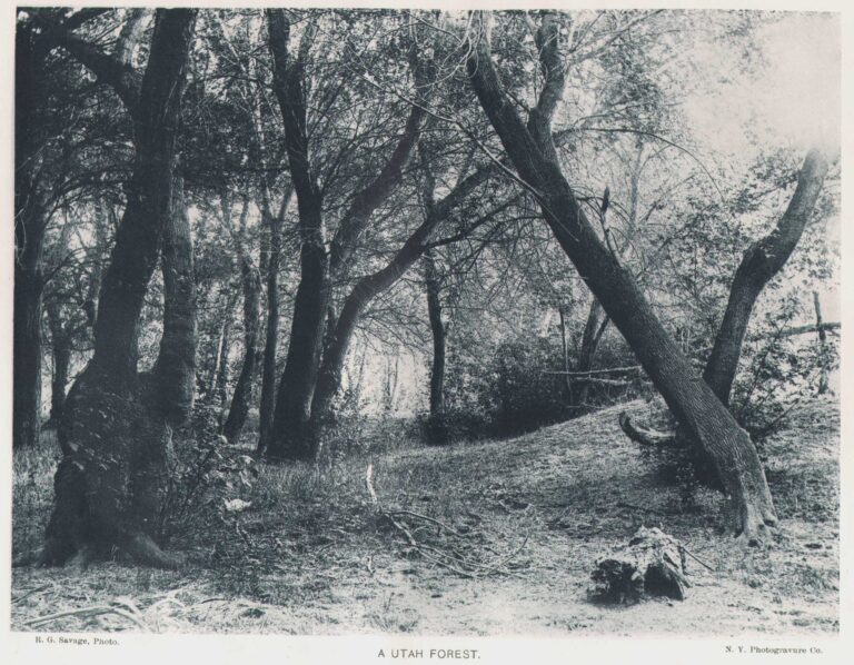 A Utah Forest