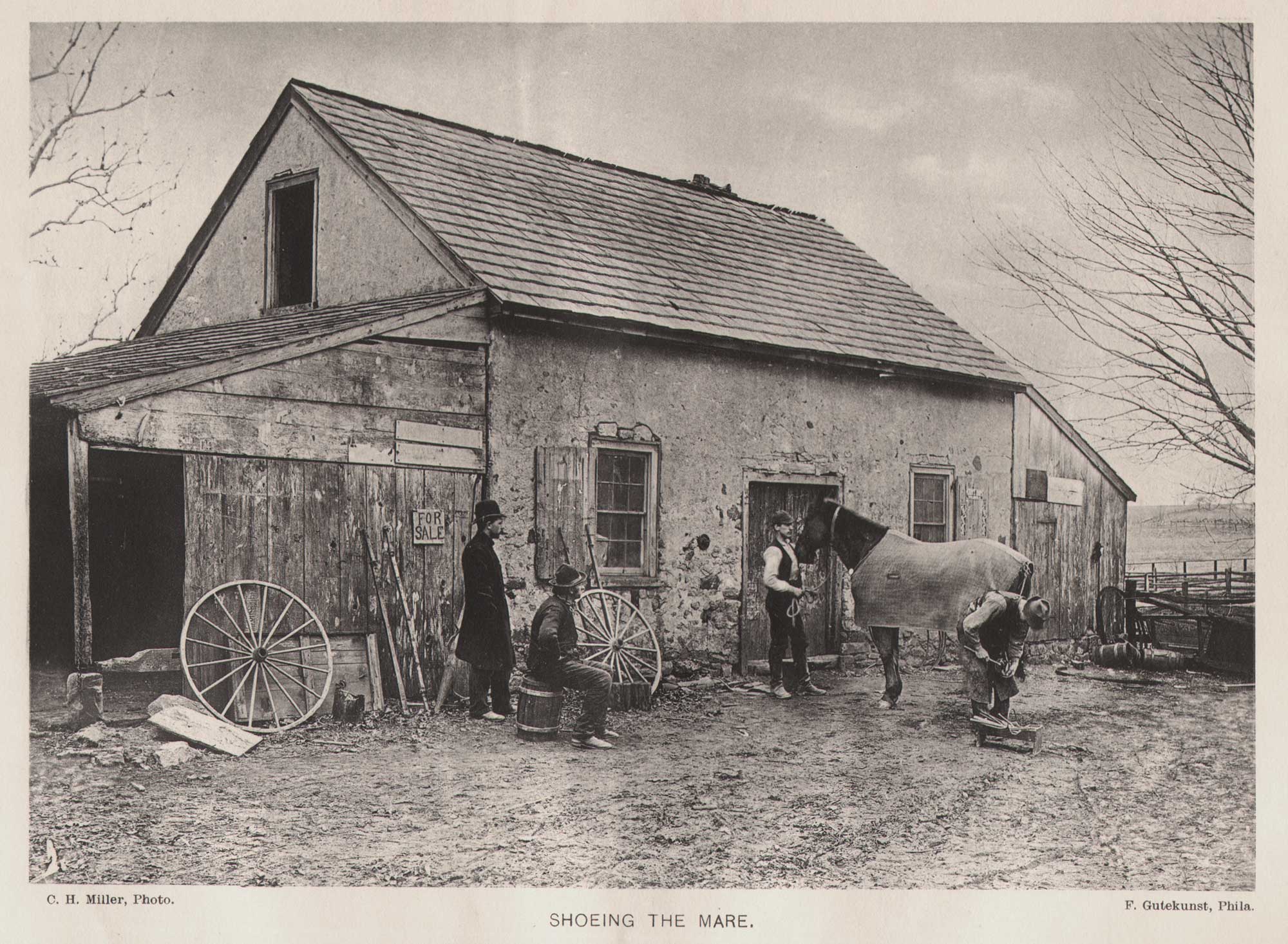 Shoeing the Mare
