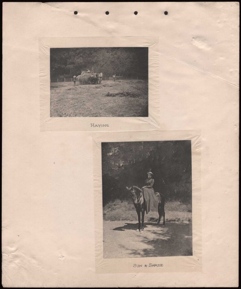Haying | Sun & Shade
