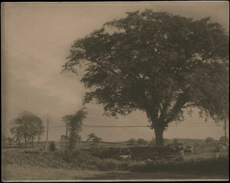 Cows in the Shade of a Tree