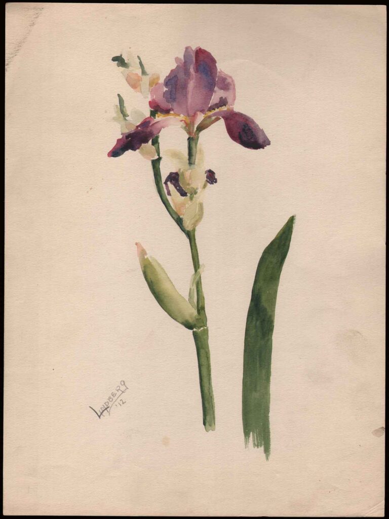 Watercolor Study: Purple Iris