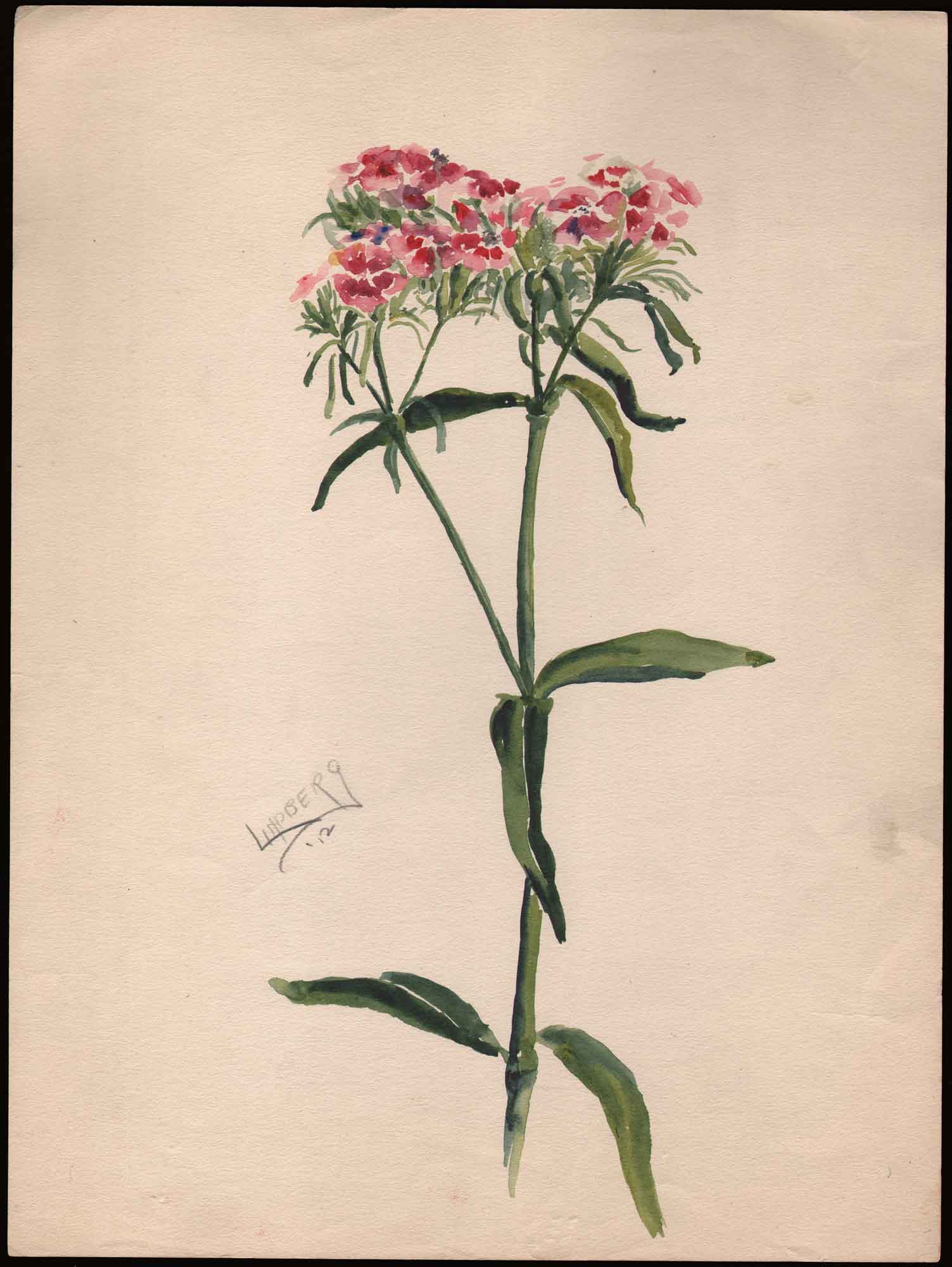 Watercolor Study: Sweet William