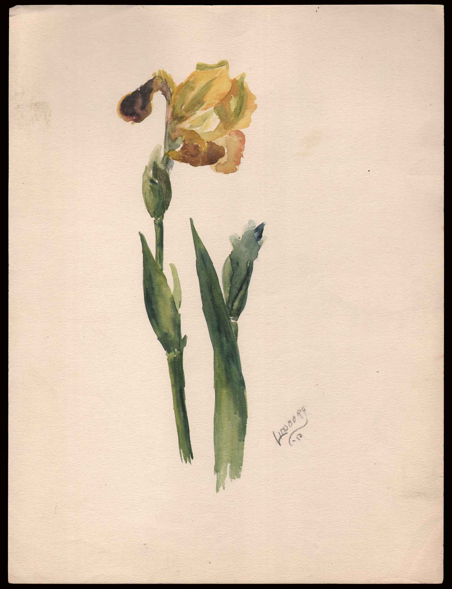 Watercolor Study: Yellow Iris