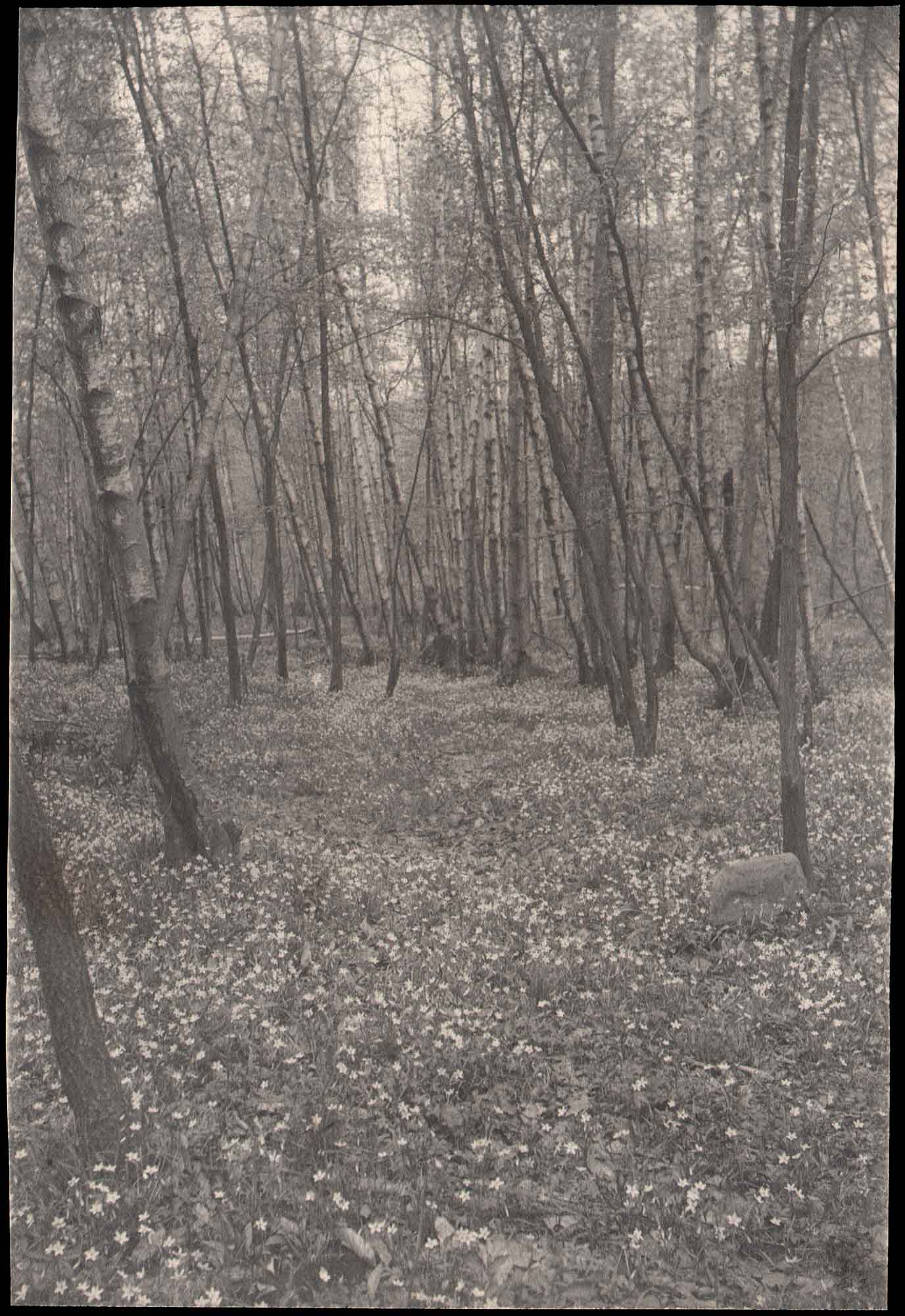 Wooded Carpet of Spring Blooms