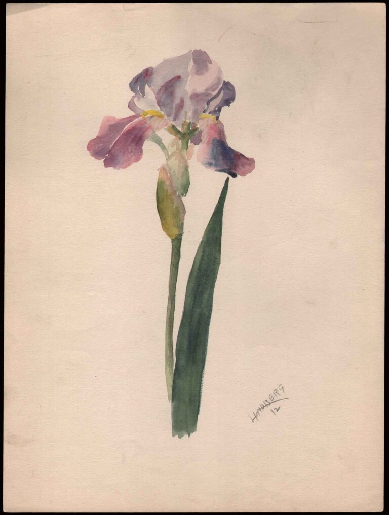 Watercolor Study: Purple Iris