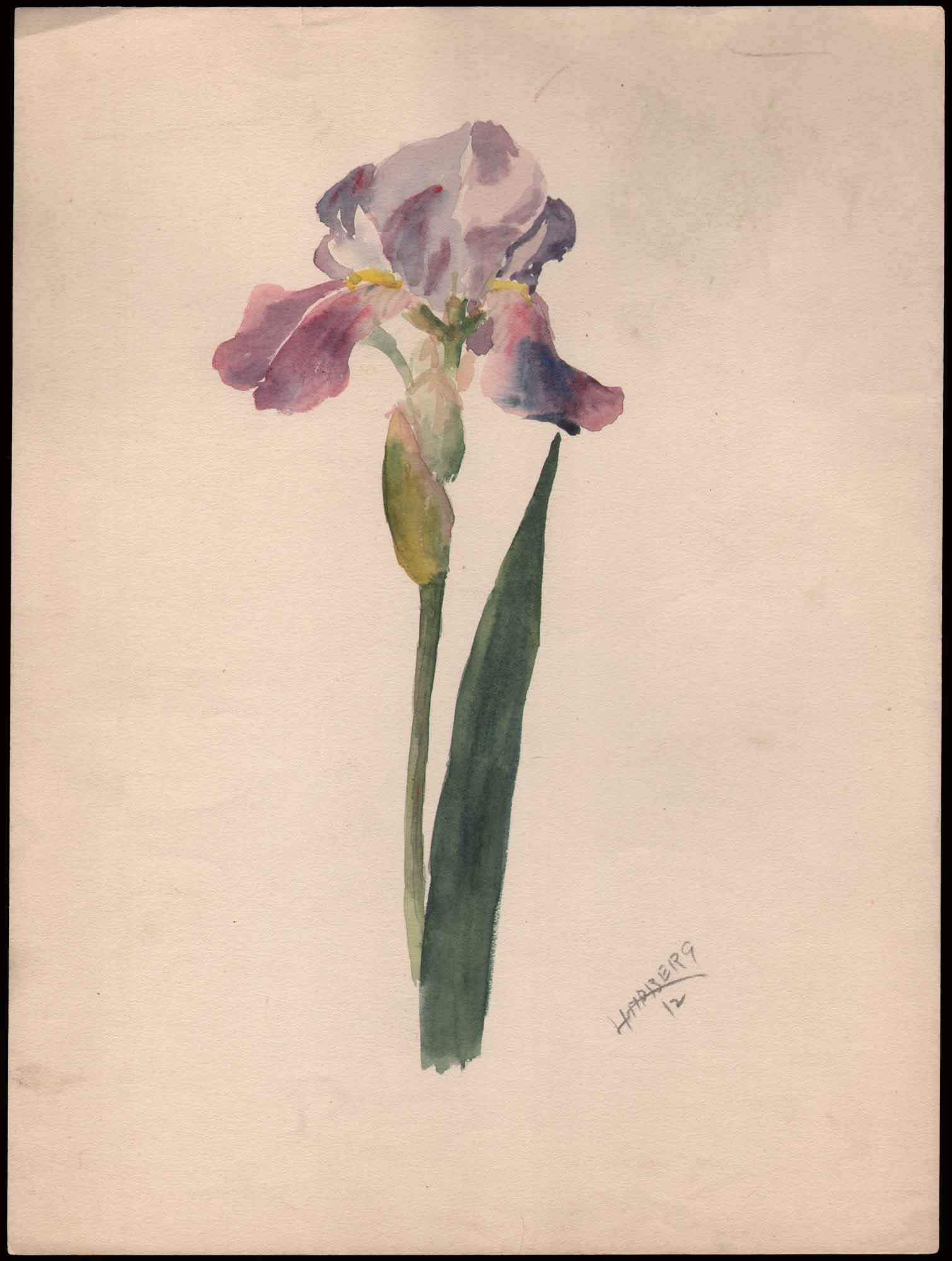 Watercolor Study: Purple Iris