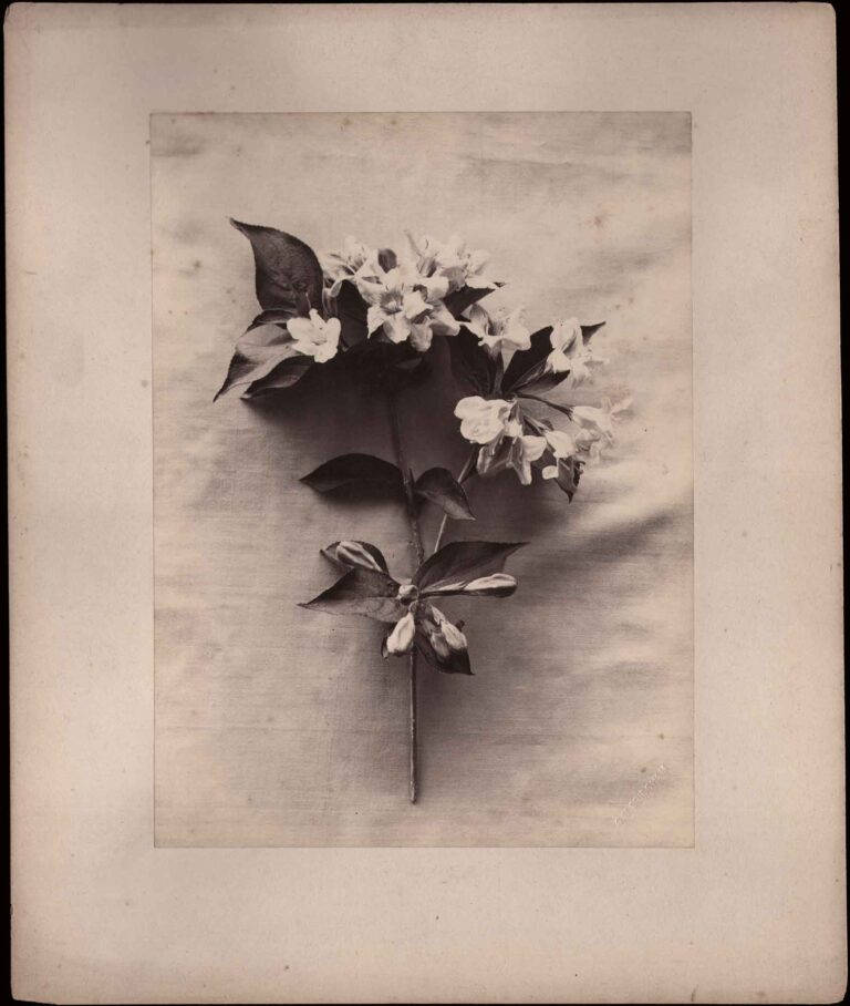 Branch from Wild Apple Tree