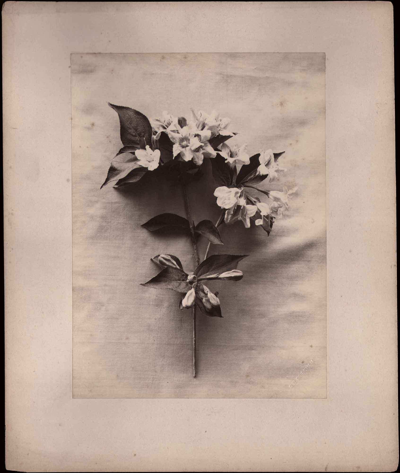 Branch from Wild Apple Tree