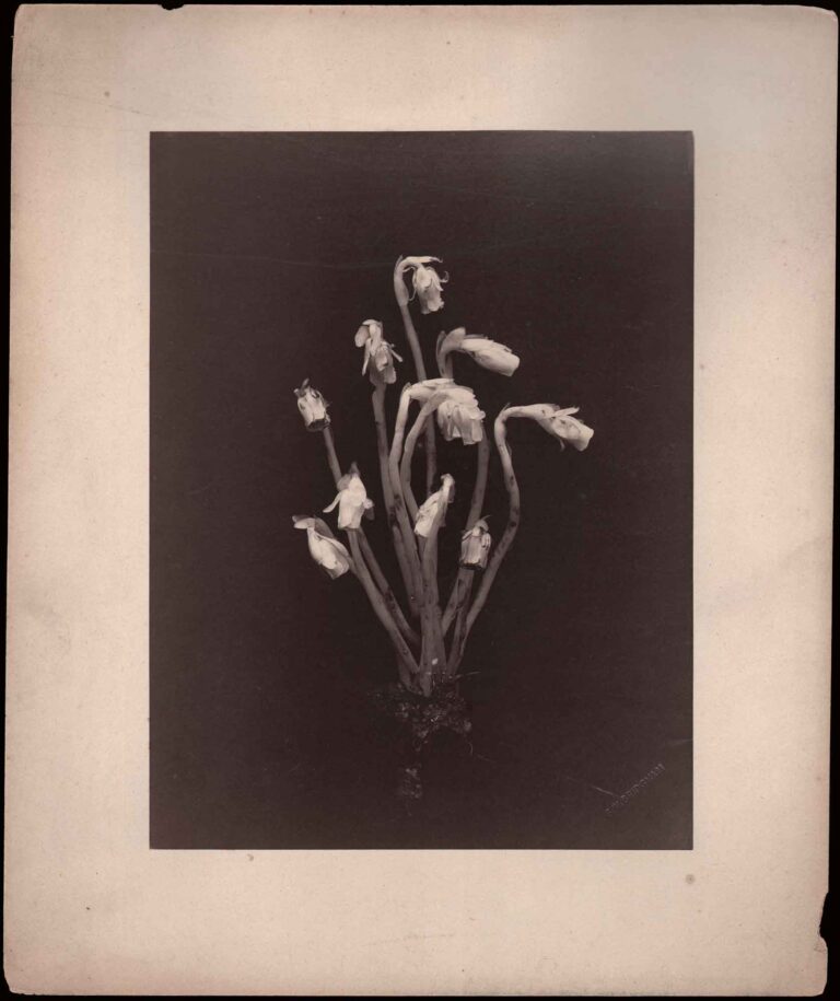 American Indian Ghost Pipe Plant