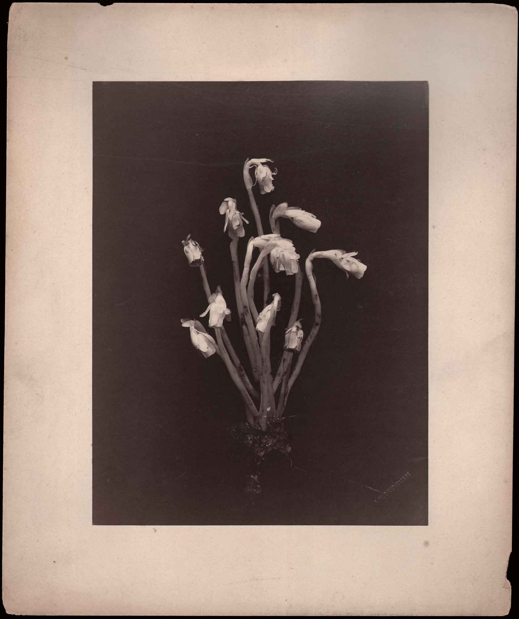 American Indian Ghost Pipe Plant