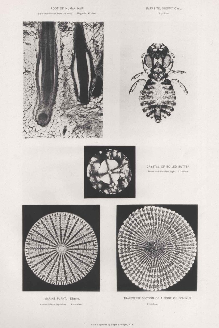 Microscopic Enlargements
