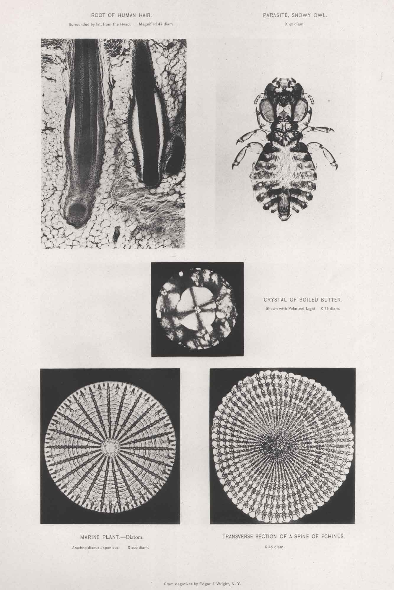 Microscopic Enlargements