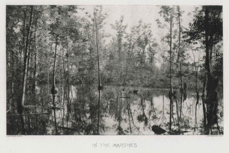 In the Marshes