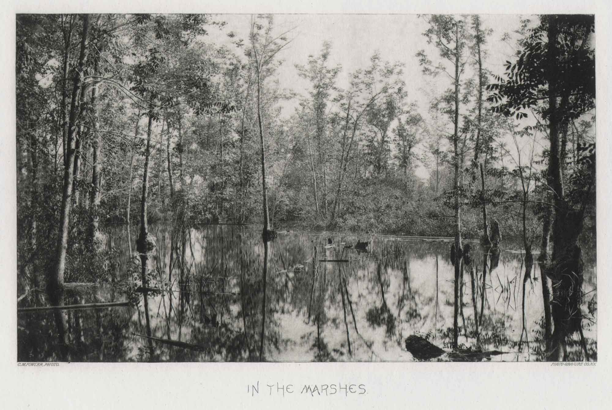 In the Marshes