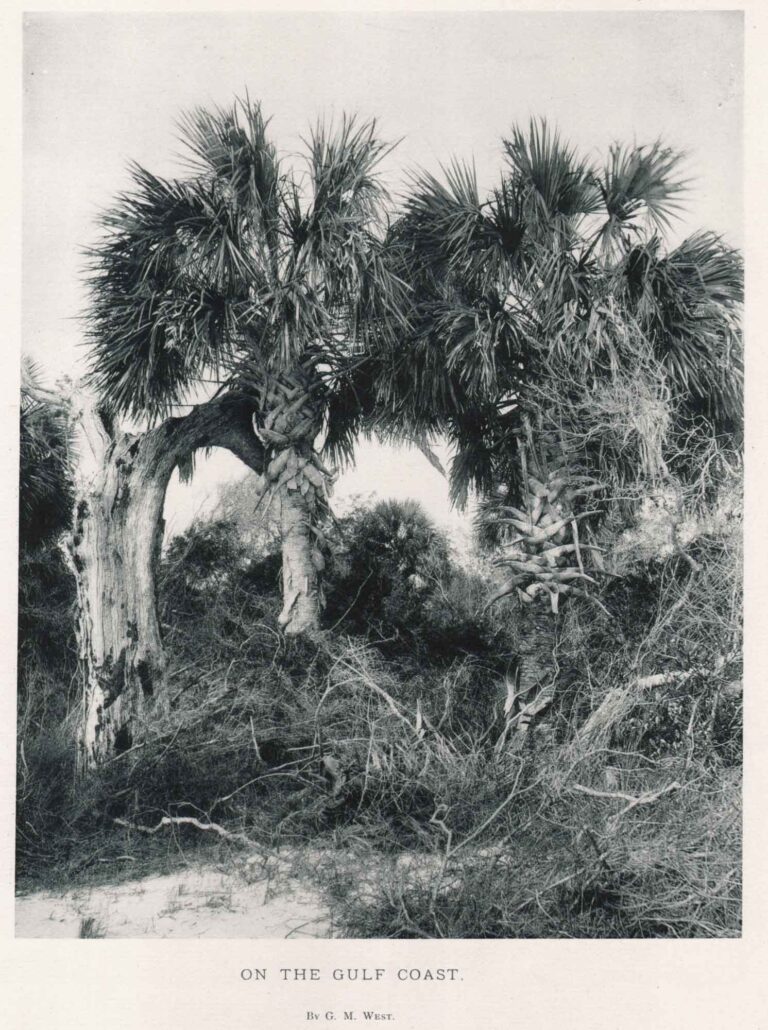 On the Gulf Coast