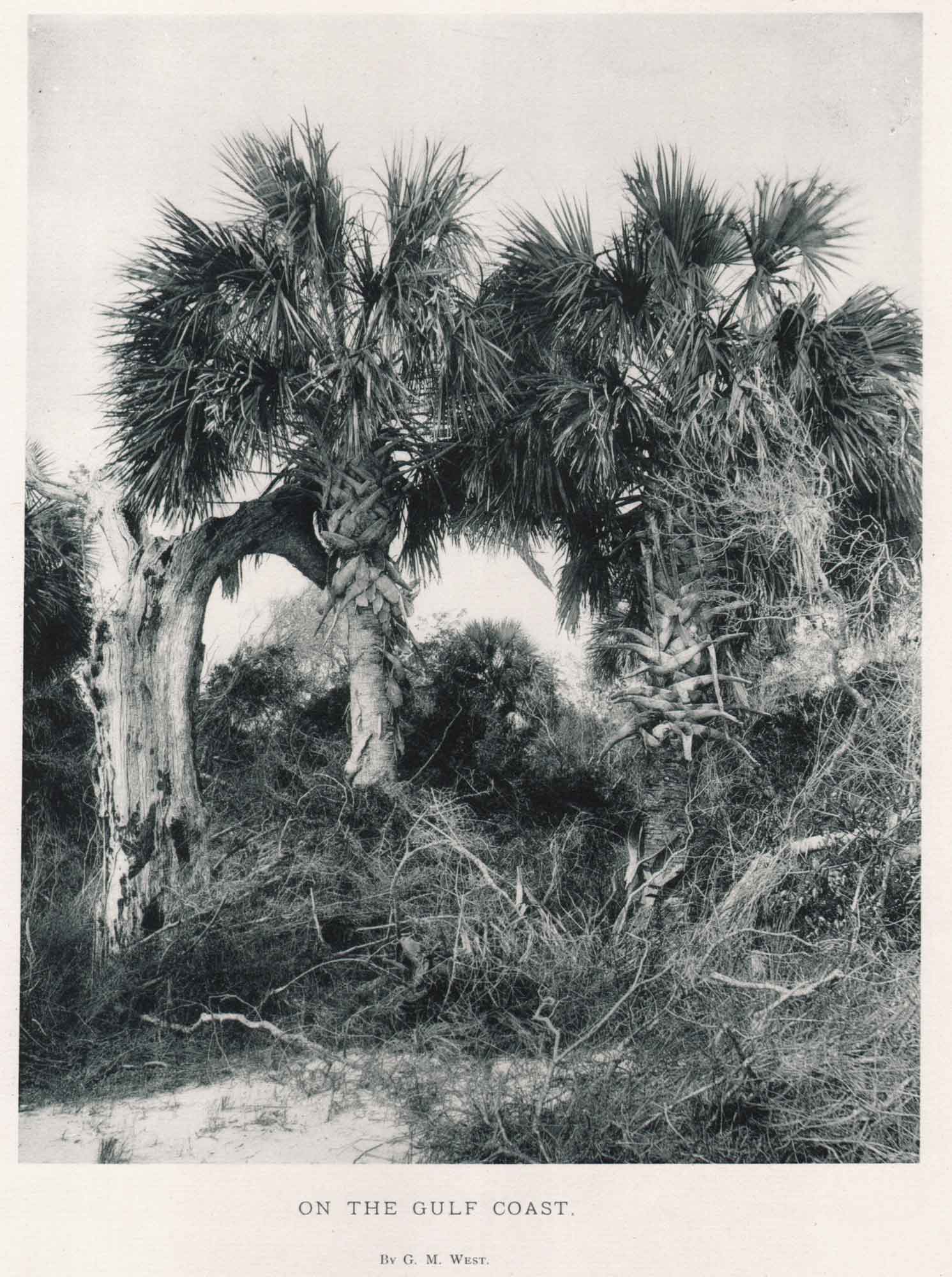 On the Gulf Coast