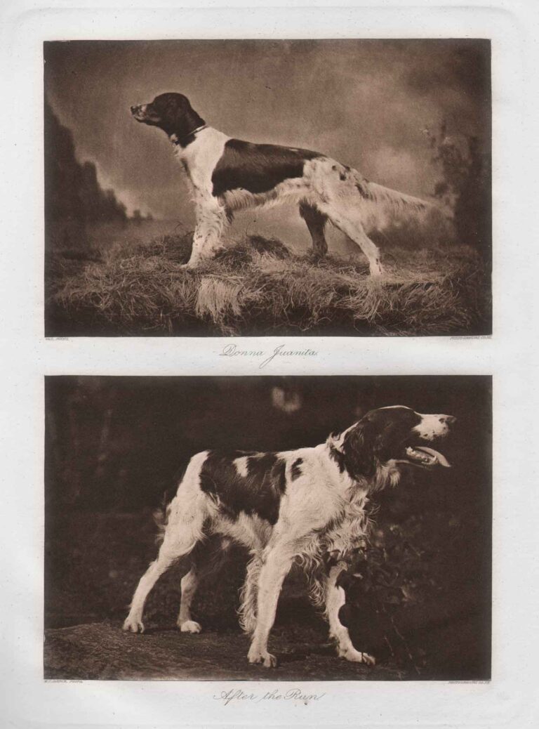 Donna Juanita | After the Run: Black, White, & Tan English Setter