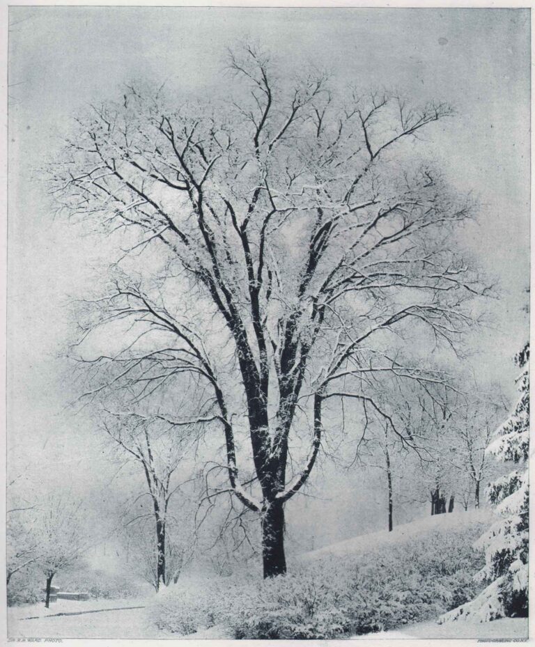 A Study of a Tree — Winter