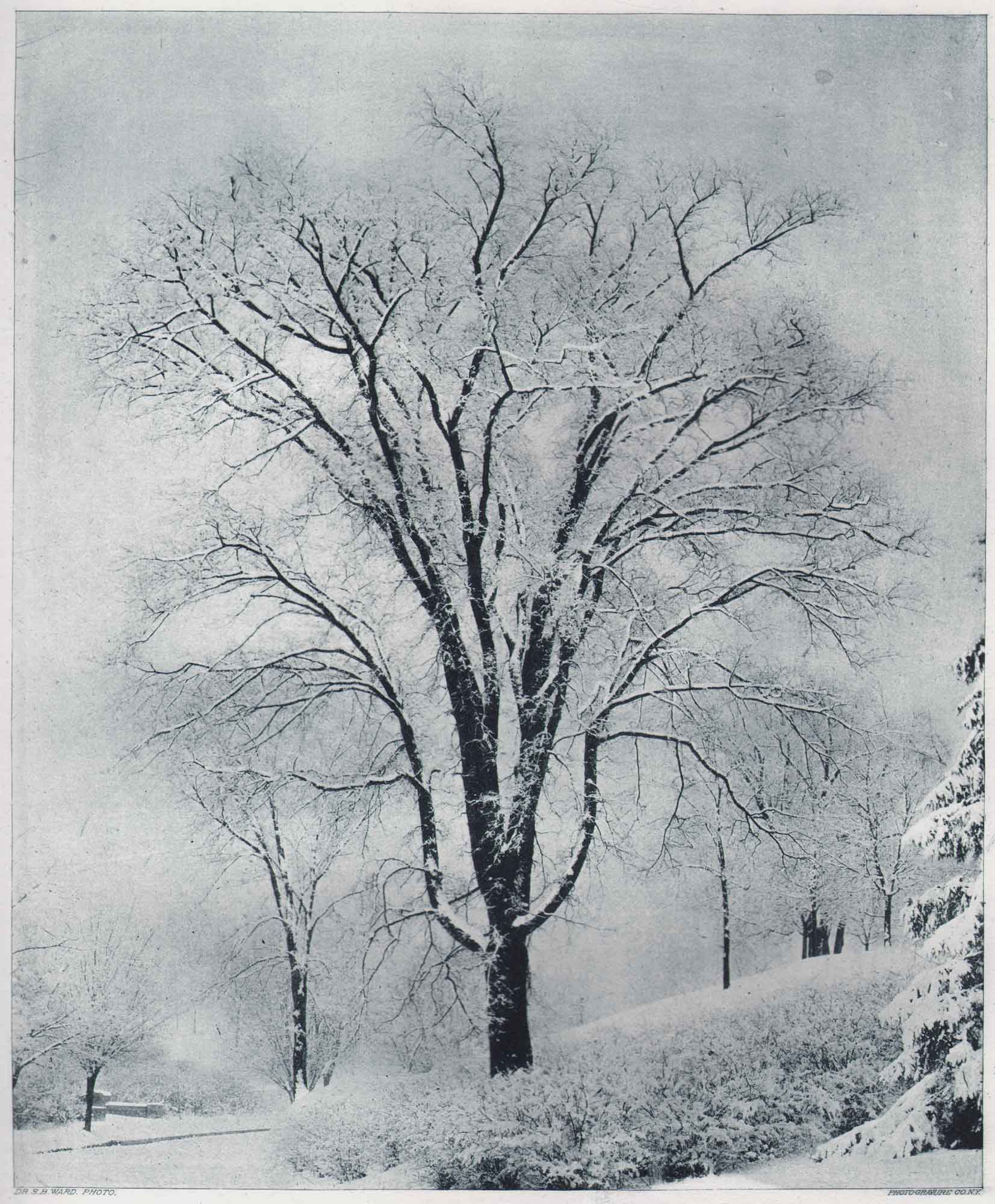 A Study of a Tree — Winter
