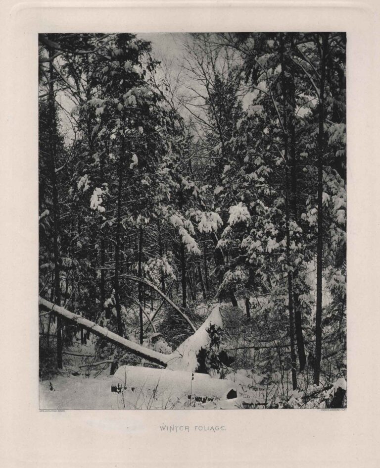 Winter Foliage