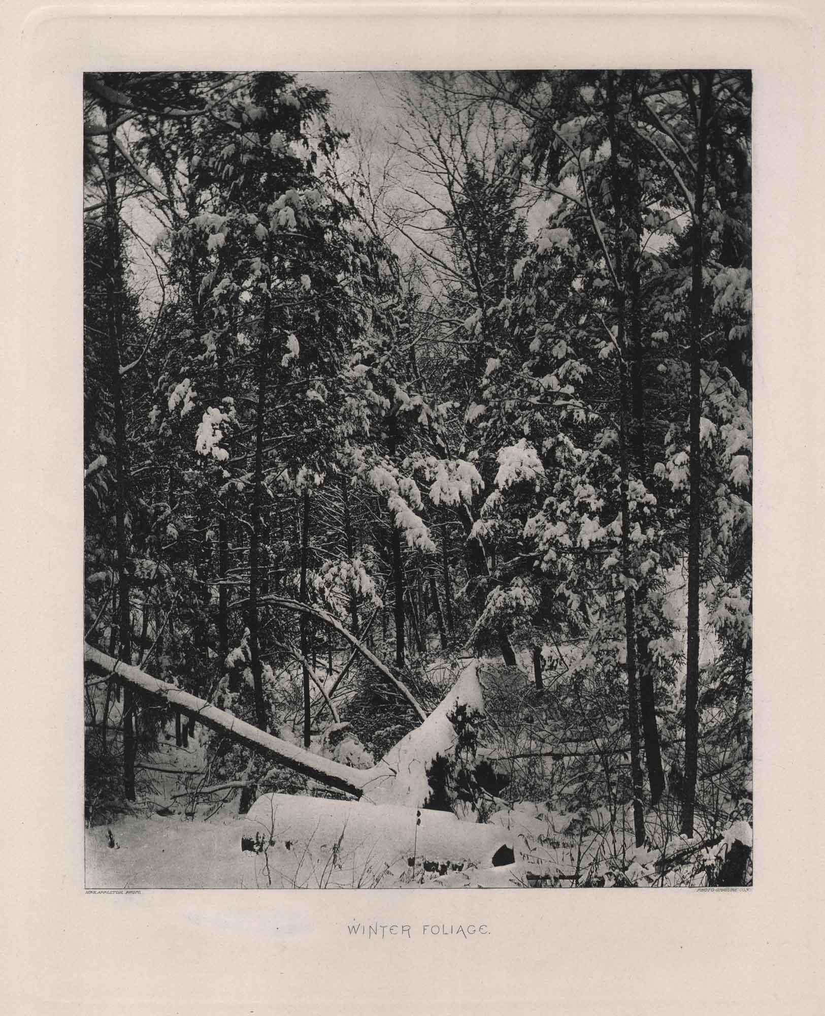 Winter Foliage