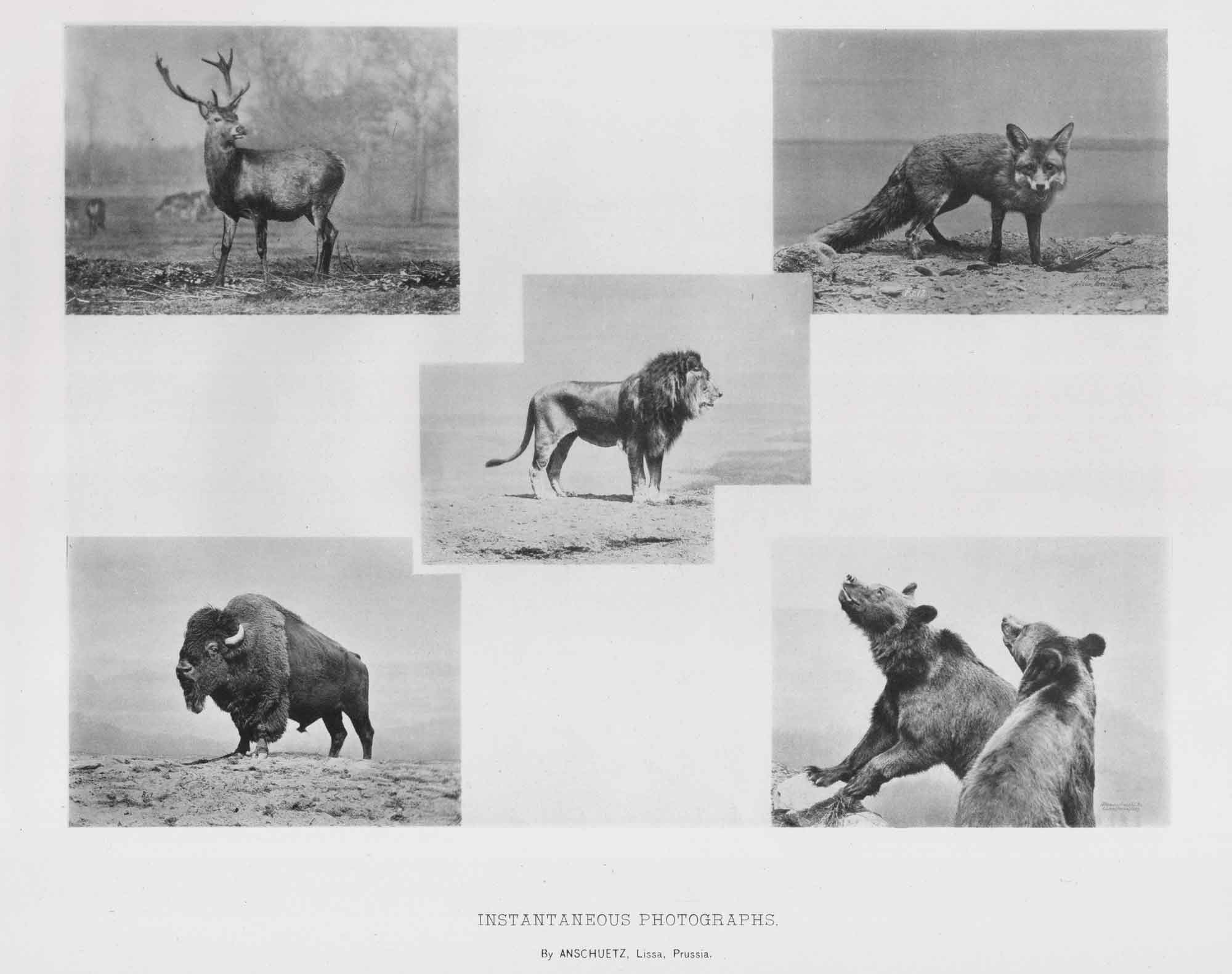 Instantaneous Photographs