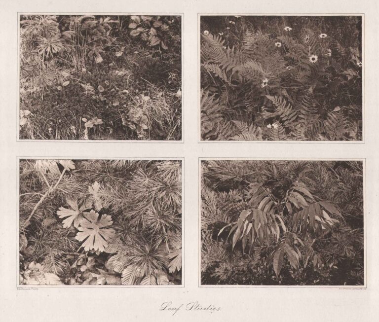 Leaf Studies