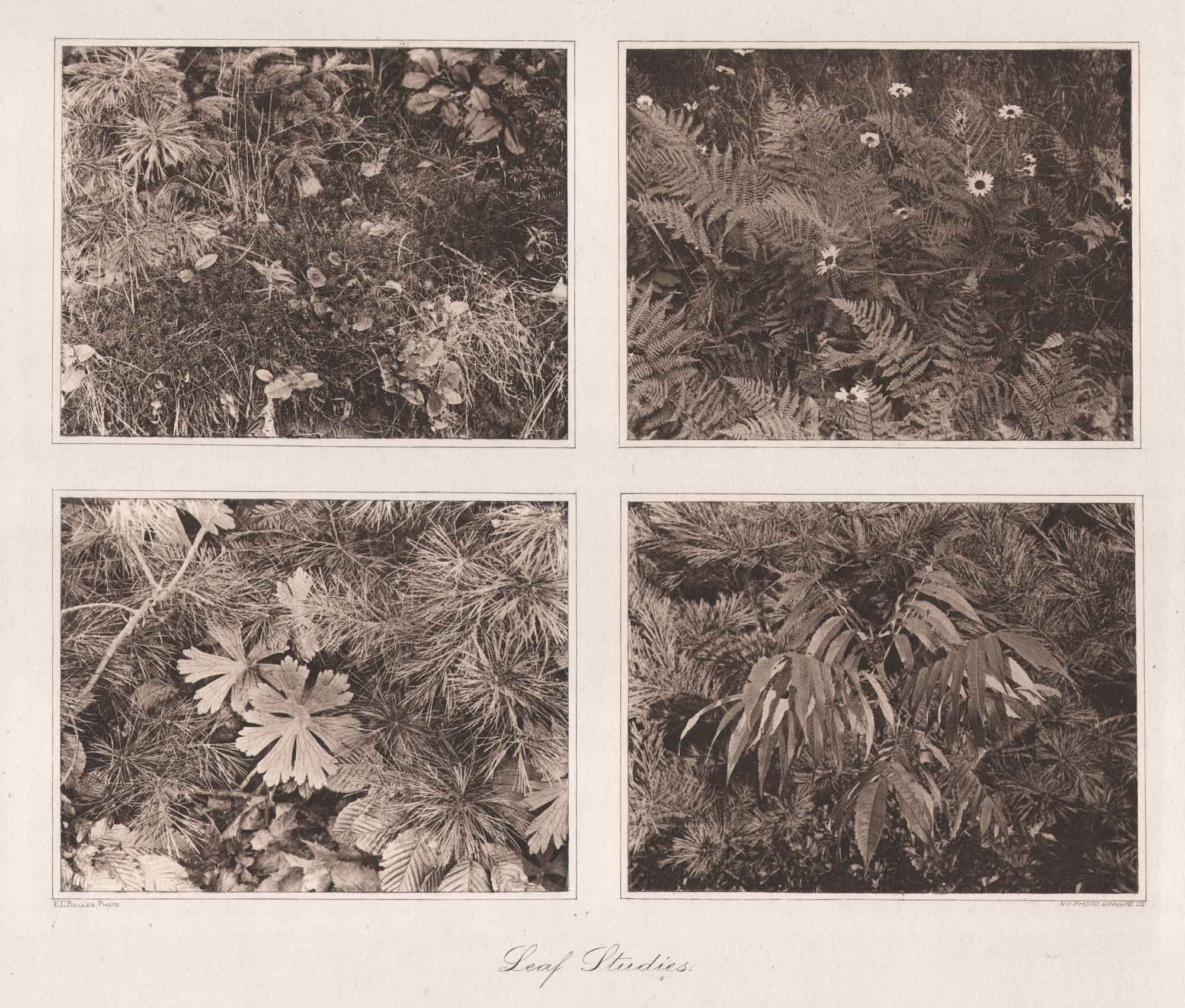 Leaf Studies
