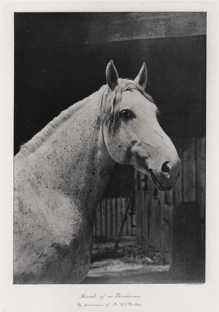 Head of a Percheron