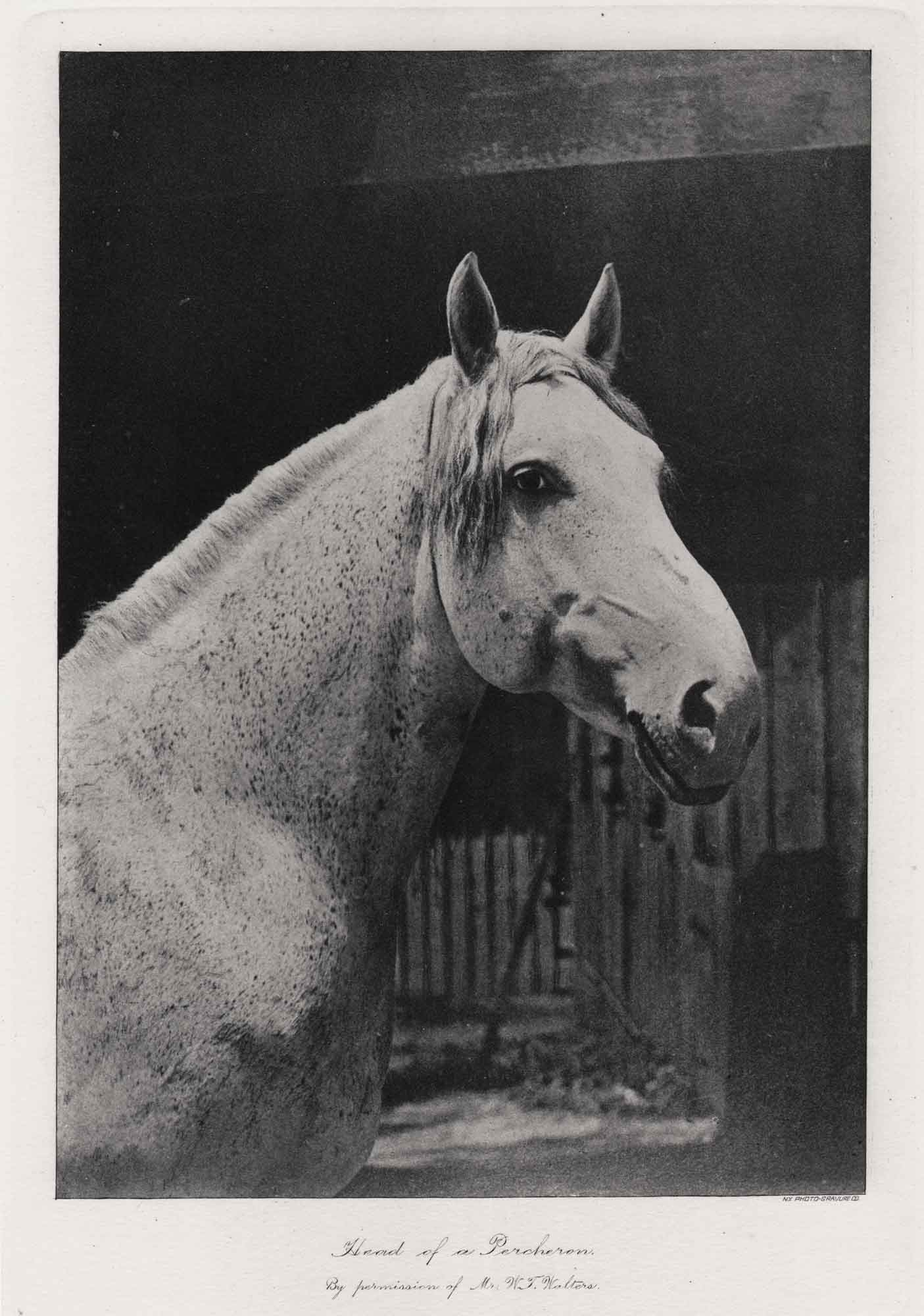 Head of a Percheron