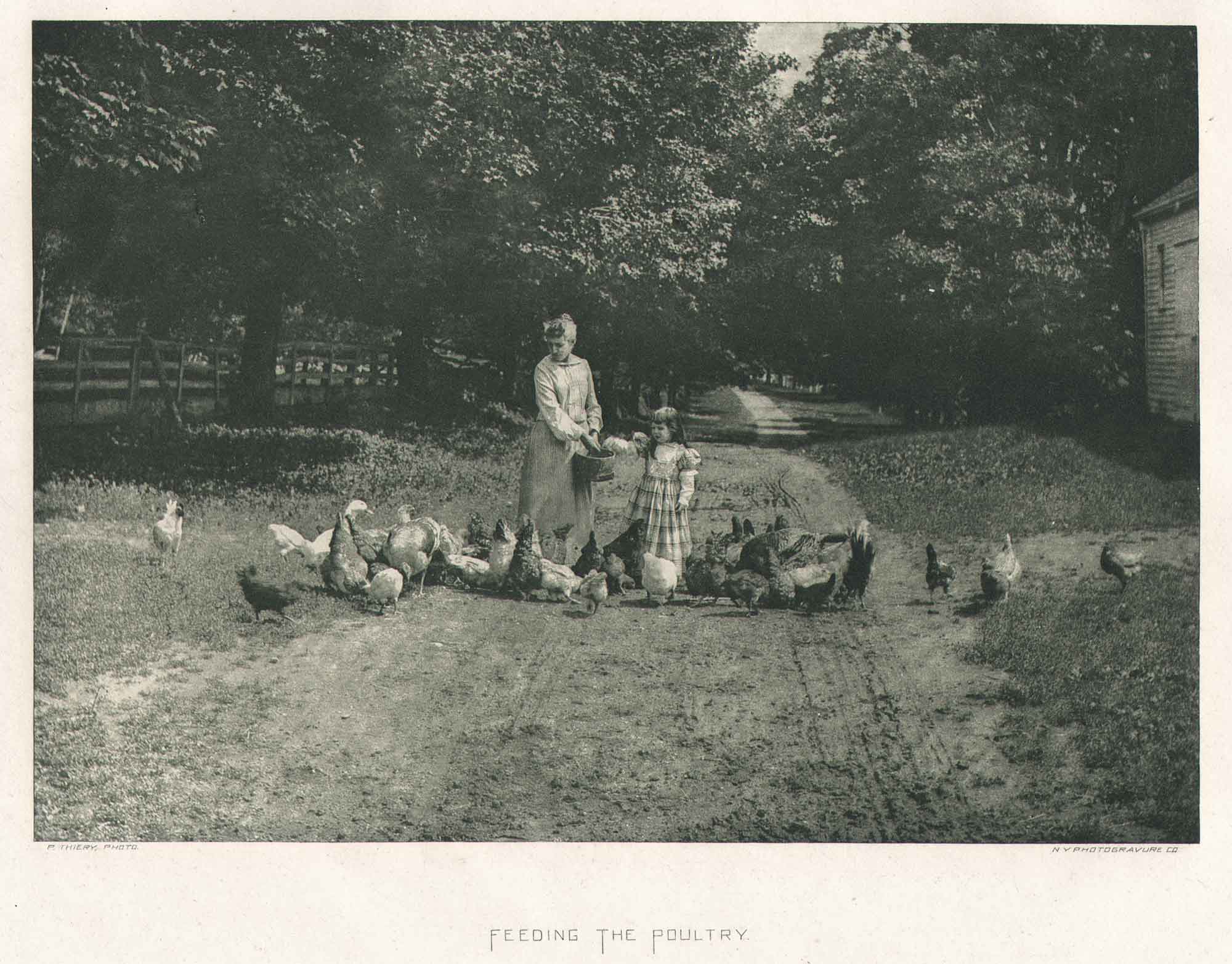 Feeding the Poultry