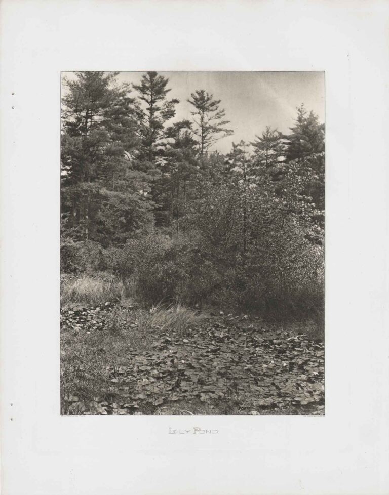 Lily Pond