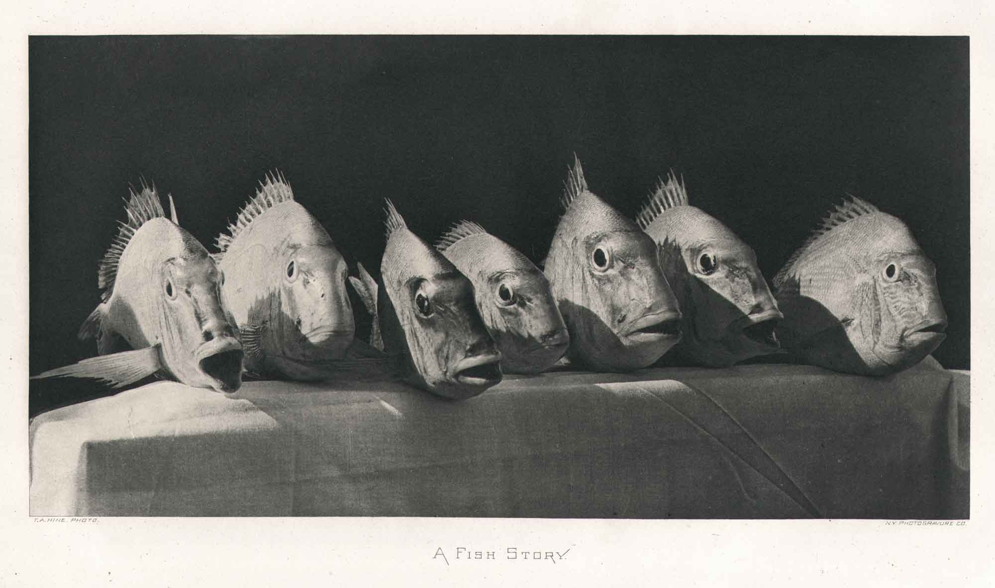 A Fish Story