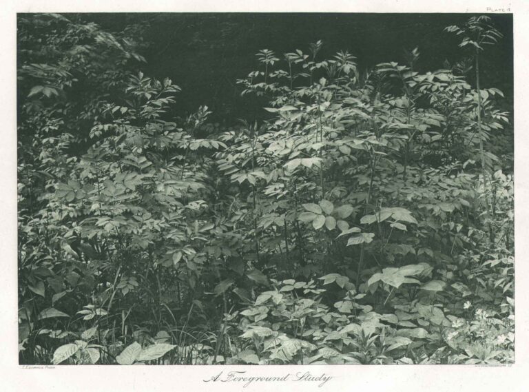 A Foreground Study— Plate IV