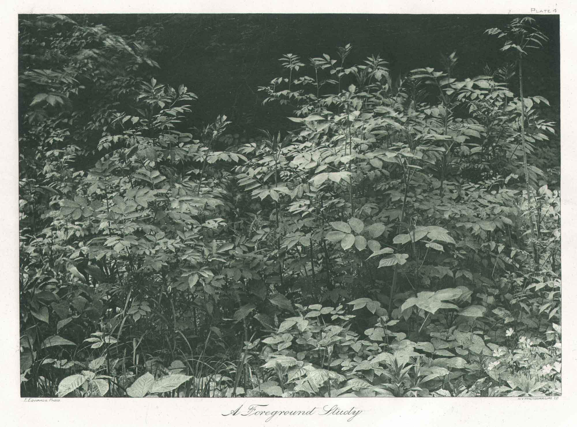 A Foreground Study— Plate IV