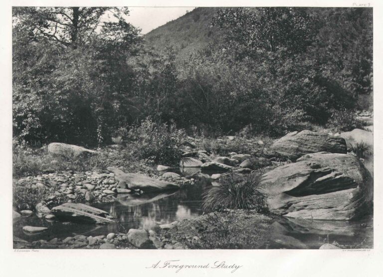A Foreground Study—Plate III