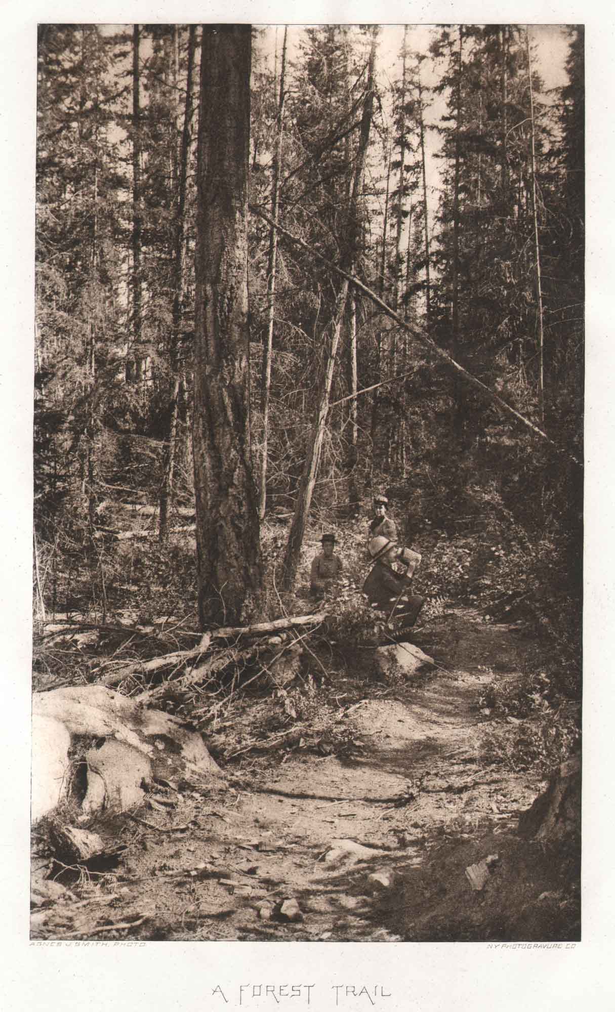 A Forest Trail