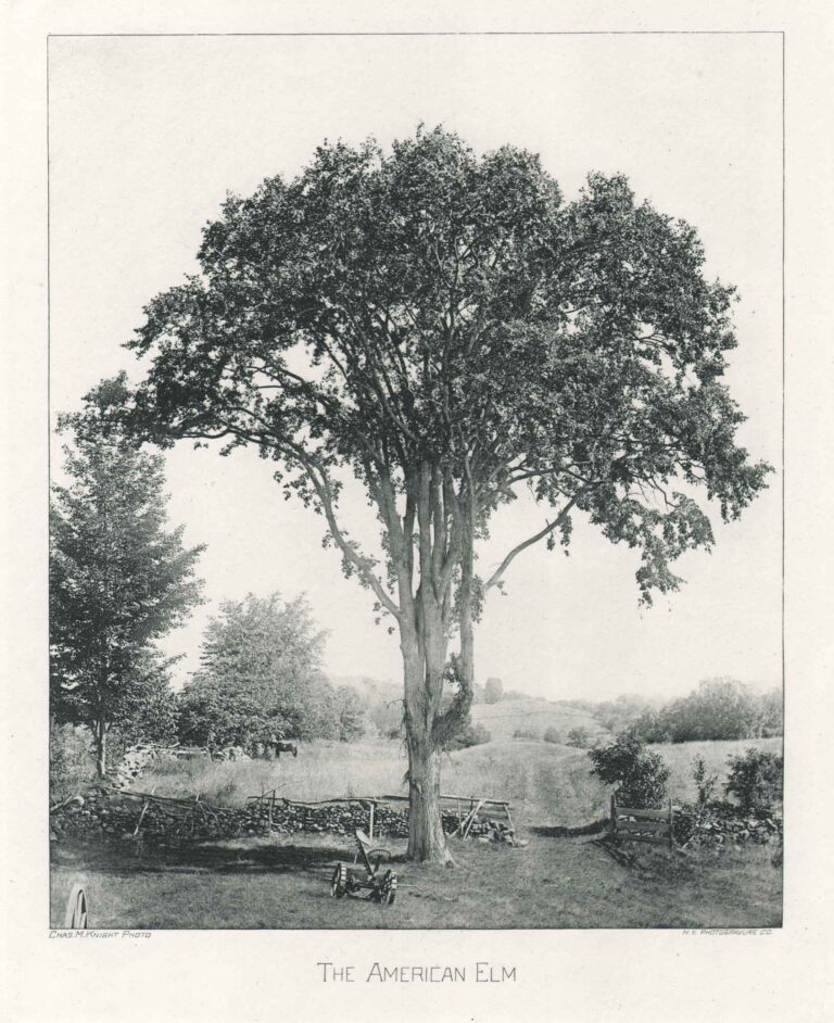 The American Elm