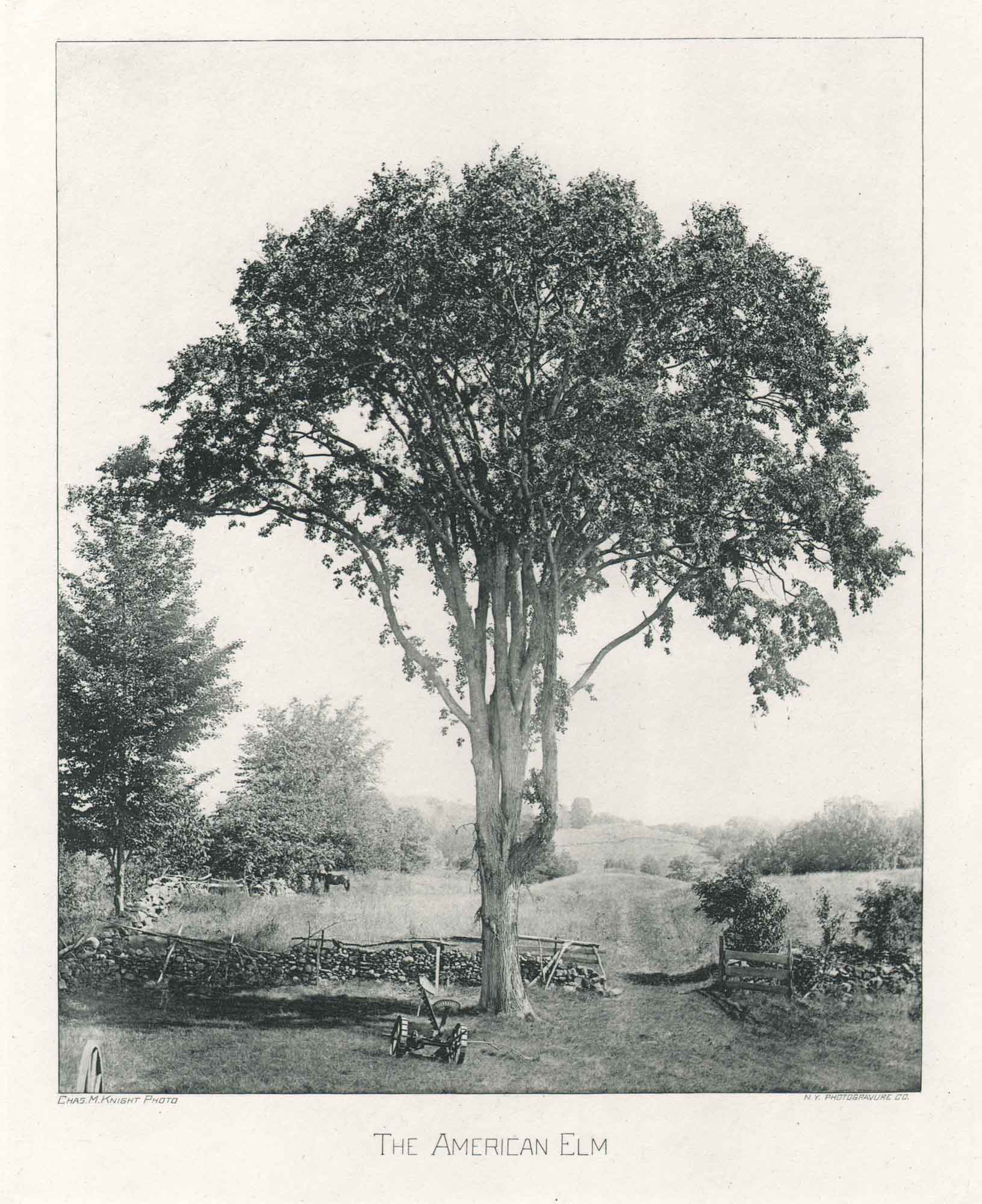 The American Elm
