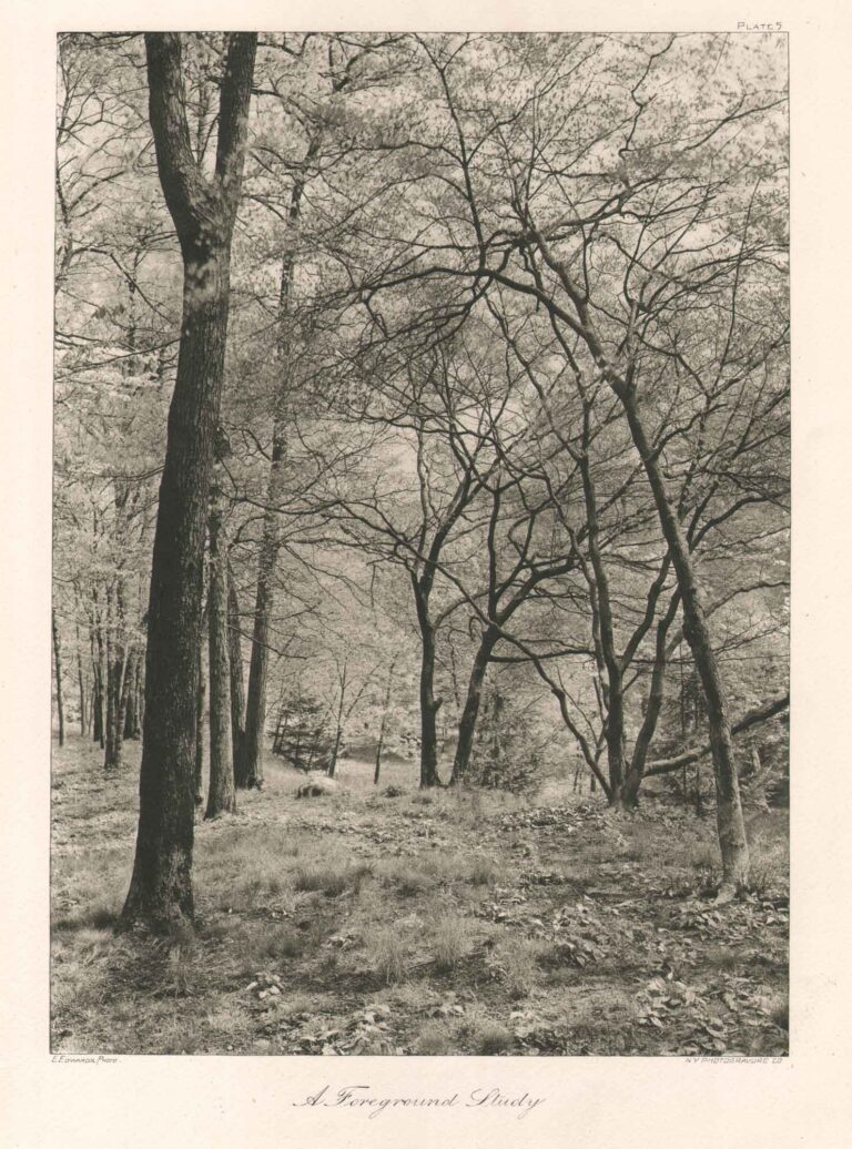 A Foreground Study— Plate V