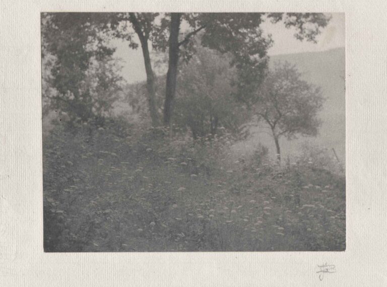 Hillside Meadow