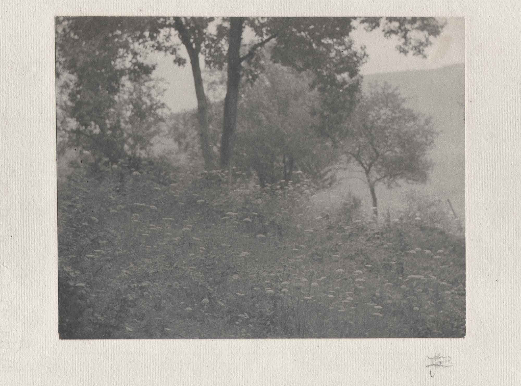 Hillside Meadow